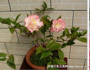 播种管理， 细节决定成败