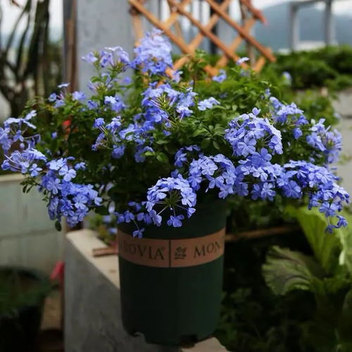 蓝雪花越冬，如何安全过冬