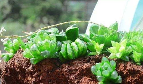 发芽时间大揭秘