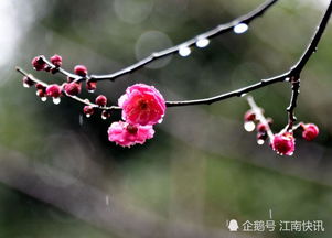 梅花繁衍的途径：种子传承