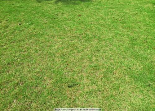 草坪的选择与养护成本之谜