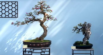 常春藤老桩盆景：造型与养护的艺术