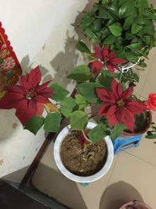 红叶子的花卉有哪些？家里最旺宅的水培植物排名中
