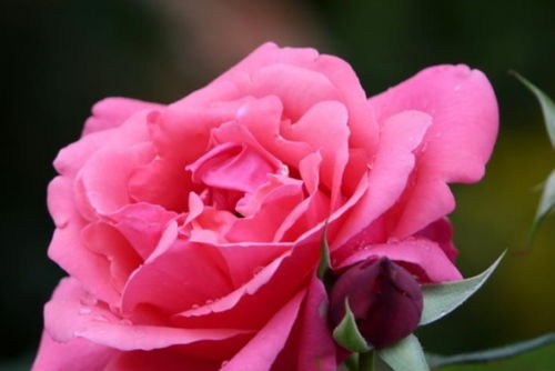 月季， 开花爆盆的秘密