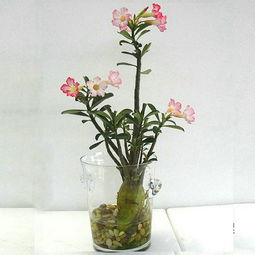 玫瑰花水培生根的小技巧