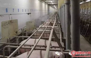 母猪批次化生产如何颠覆中国养猪行业格局？
