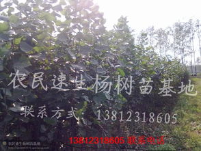 杨树苗种植的小秘密：土壤与气候大揭秘