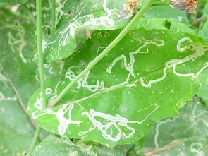 白菜潜叶蝇的危害与防治之道