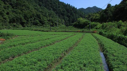 绿化苗木的价格与市场动态