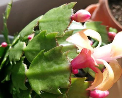 不死鸟家族的爆盆王