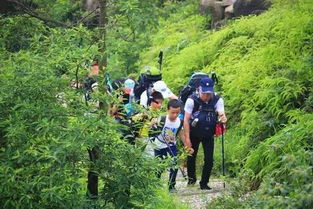 马尾松的“外衣”与“内在”