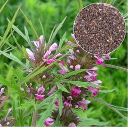 茺蔚子种植大丰收，过剩问题怎么破？