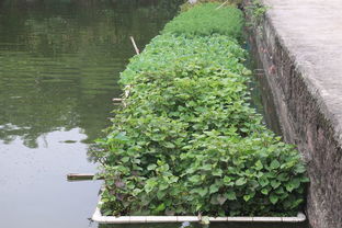 6. 鱼菜共生， 一场科技与自然的融合