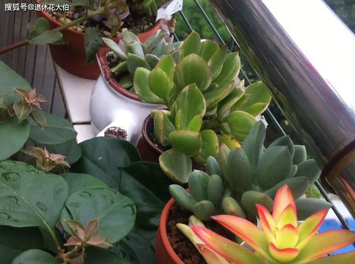 李婶秘籍，教你轻松种花