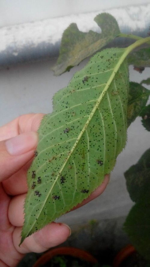 茶花叶子上的黑点，是啥子玩意儿？