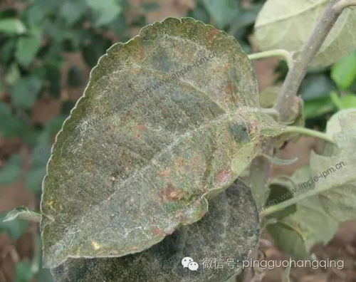害虫的威力大不大