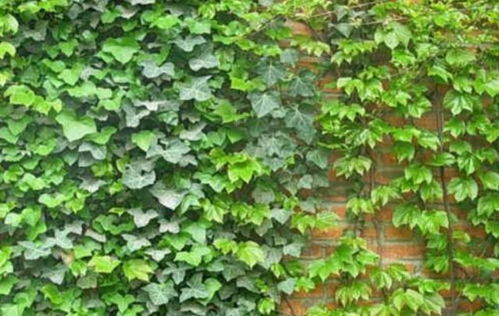 肥料与养分，那可是常春藤的养料