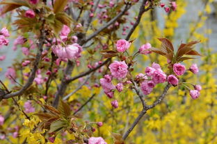 红继木形态优美，花期春末夏初