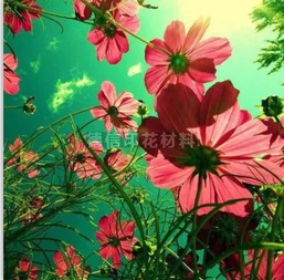 2. 准备工具和材料