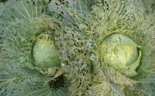 蔬菜储存， 有讲究