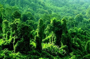 蛇根木盛产于热带雨林，花色斑斓