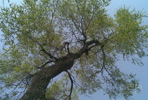 榆树苗的“怕与爱”