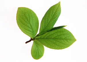 植物叶脉输送养分，你知道它如何精准导航吗
