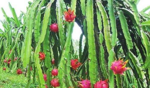 沙土适生植物大盘点