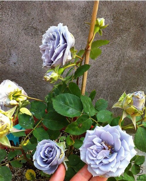 欧月是月季，不是玫瑰花，它们的区别在哪里？