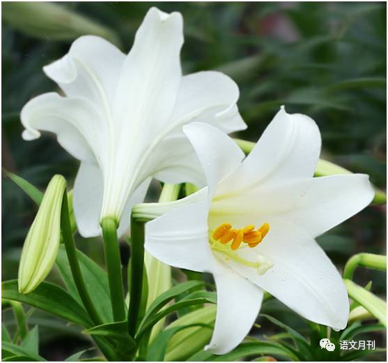 百合花向下开，为何不迎风展翅