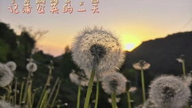 薰衣草6月开花最佳，观赏期是几月呢