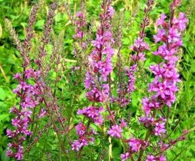 千屈菜， 坚韧的生命之花