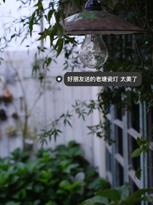 天人菊：耐旱耐热， 远离和露台，新手也Neng养出好kan的花朵