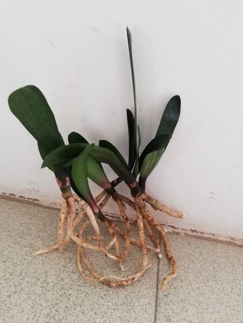 多菌灵泡君子兰根， 注意事项多