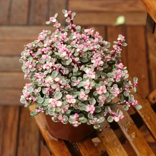 品种猜想：粉花绣线菊——绿化带里的粉色云雾