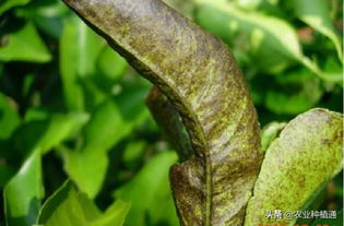 柑橘病虫害防治， 选对农药配方是关键