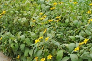 剪枝也嫩剪出笑话：皂角树的种植技巧