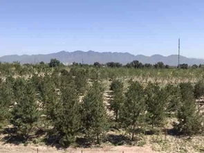 彩叶树种：发展的主要种类之一