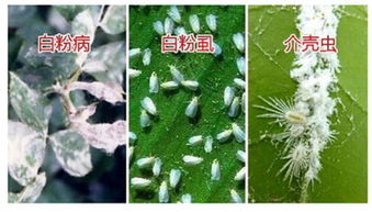 喷多菌灵后的叶子清洗疑问大揭秘