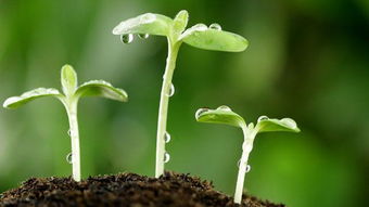 温度、 水分、种壳处理，三件要命事