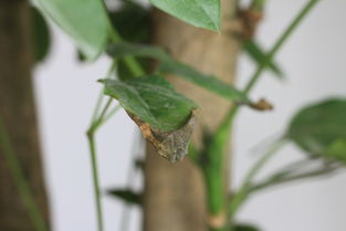 龙须树叶子枯萎，如何挽救这株植物
