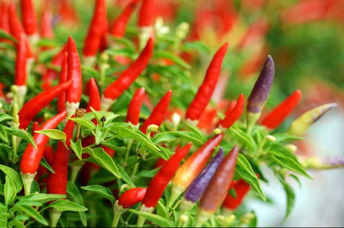 八月高温如何保证发芽率？