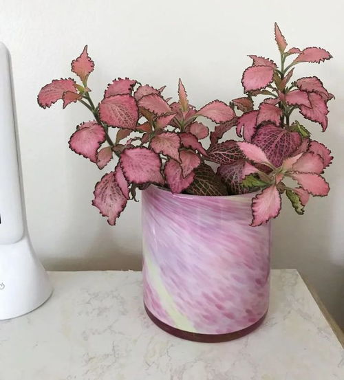 花卉的色彩选择