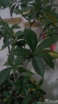栀子花叶脉发黄怎么办？是土壤问题还是病虫害