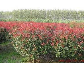 那咱们咋防治这些杂草呢？