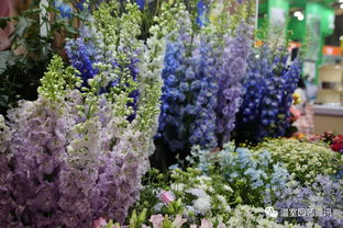 彩叶草：五彩缤纷的绿色精灵