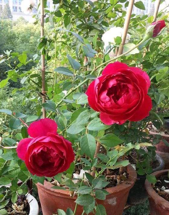 红得发紫， 康帕内拉的秘密武器二