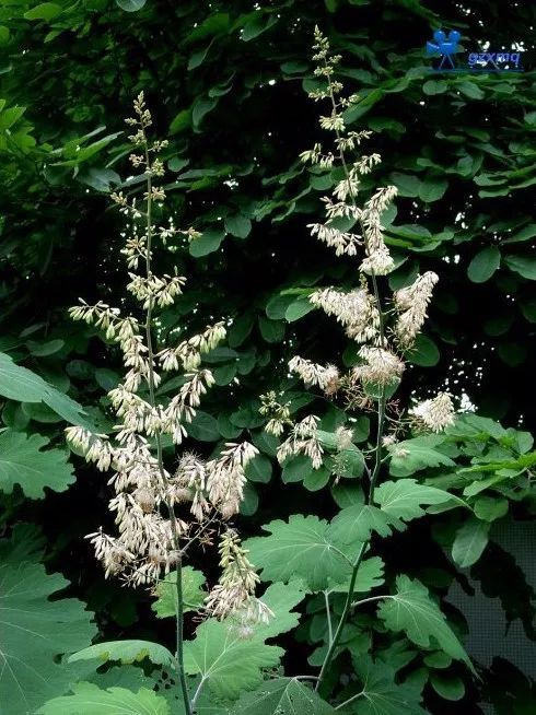 博落回的种植与药用价值