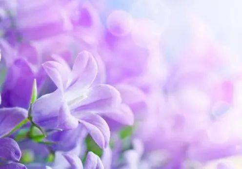 花香满怀，思乡情浓，异地花卉爱好者必看！