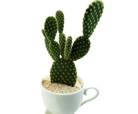 仙人掌大揭秘：成为绿植达人的必备知识